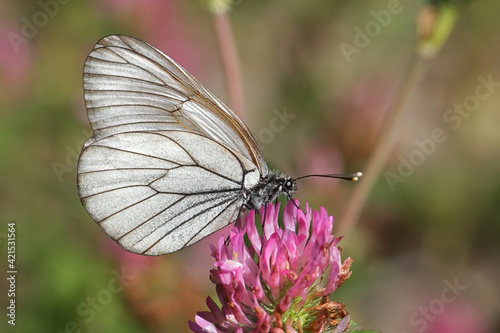 Black-veined White, Aporia crataegi, a beautiful butterfly from Finland feeding on red clover