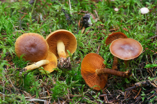 Saffron webcap, Cortinarius croceus (left) and Cinnamon webcap, Cortinarius cinnamomeus (right)