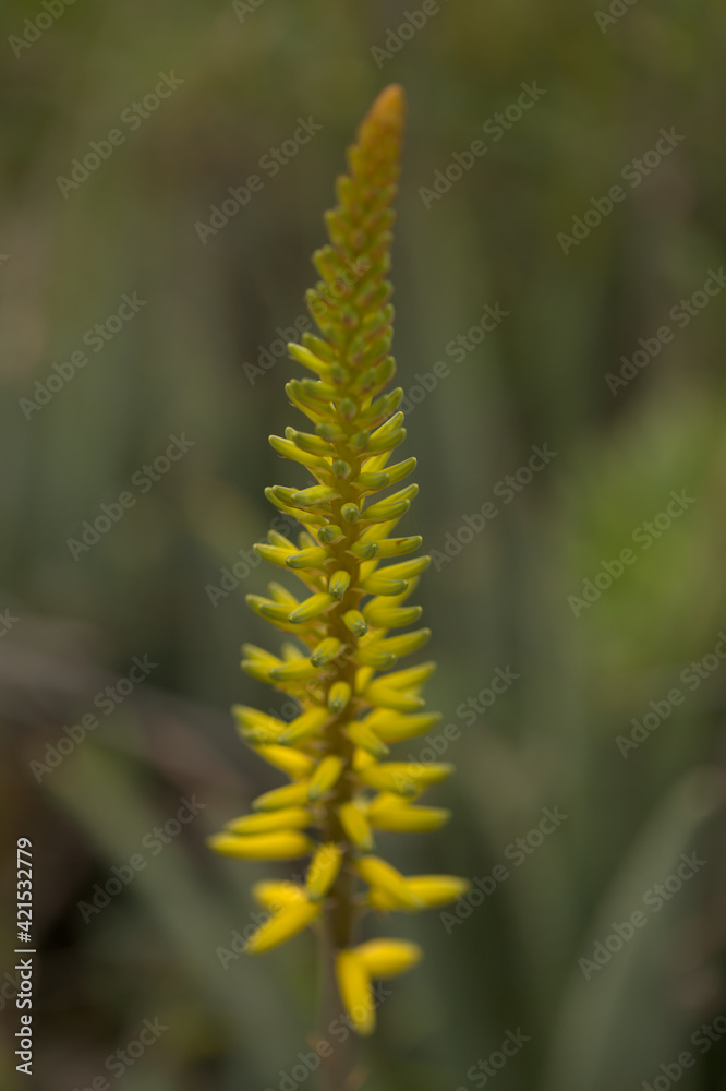 Flowering Aloe vera, the true aloe, commercially significant plant on Canary Islands, 
natural macro floral background