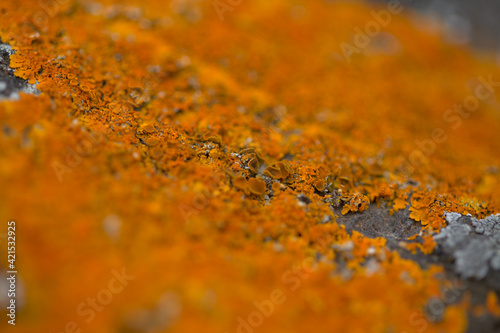 Bright yellow orange Caloplaca marina aka Orange Sea Lichen on rock, recent rains revived the vegetative body, natural macro background
 photo