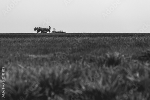 Amish mule team in the field tilling soil
