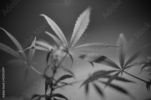 Cannabis Pflanze, Schwarzweiss