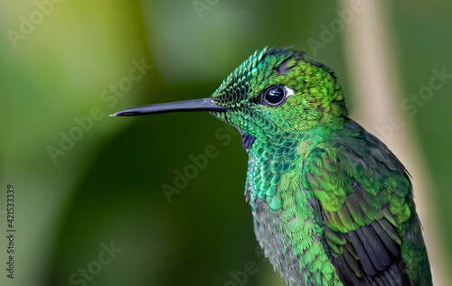 Green-crowned brilliant hummingbird (Heliodoxa jacula) perched on branch in Costa Rica