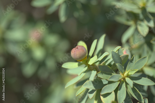 Flora of Gran Canaria -  balsam spurge, native to Canary Islands and floral symbol of Lanzarote photo