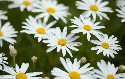 Flora of Gran Canaria -  Argyranthemum  marguerite daisy endemic to the Canary Islands 