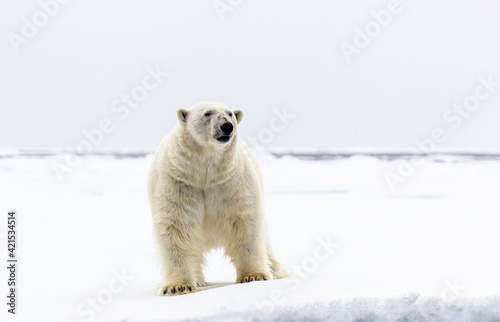A curious male polar bear stands at the water's edge in the Arctic