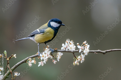 Great Tit (Parus major) on a branch with white folwers (Prunus spinosa) in the forest of Overijssel in the Netherlands. 