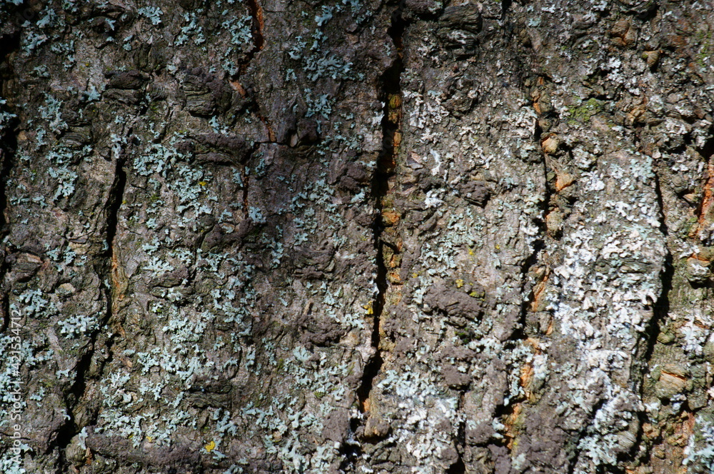 Tree bark close-up. Background image. Tree bark close-up. Background image.