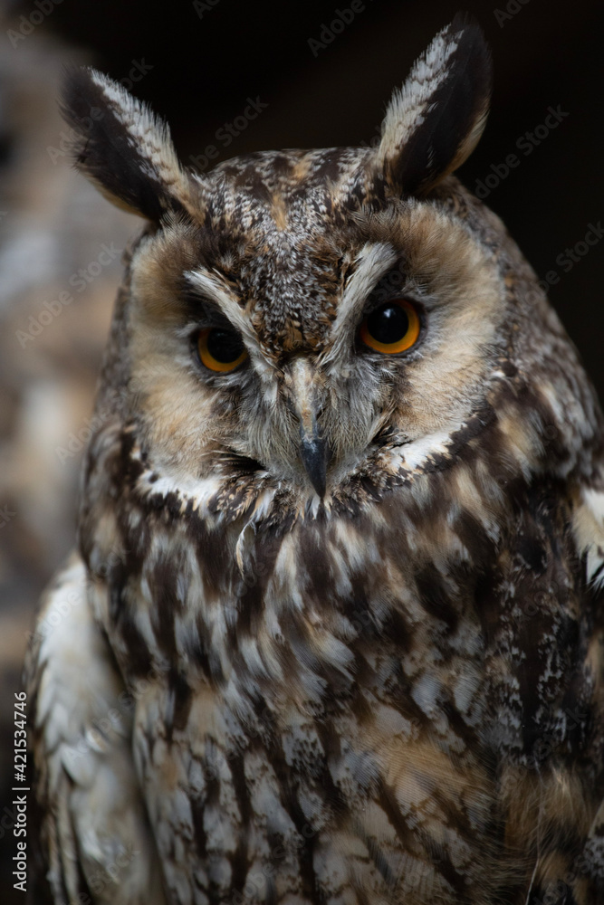 Fototapeta premium great horned owl
