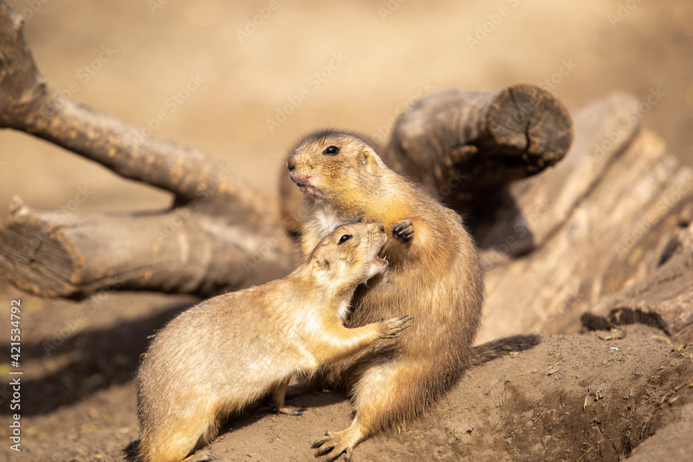 prairie dog eating prairie dog eating