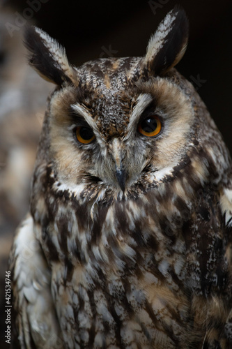 great horned owl © Palfi
