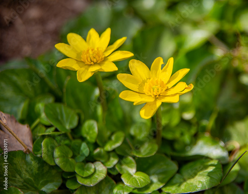 Chistyak spring or rabbit salad. Primroses. Flowers. Buttercup ficaria. Wild forest field mountain flower.
Chistiak vesenniy.  photo