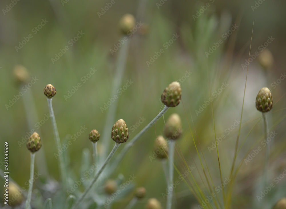 Flora of Gran Canaria - small yellow dry flowers of Phagnalon saxatile natural macro floral background Flora of Gran Canaria - small yellow dry flowers of Phagnalon saxatile natural macro floral background