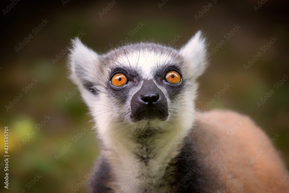 Fototapeta premium ring tailed lemur
