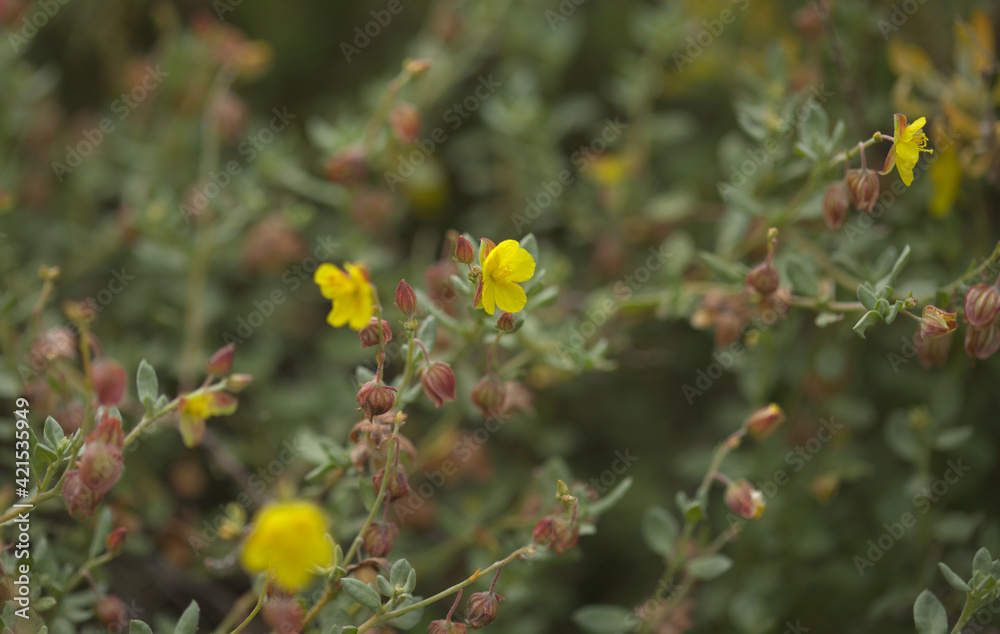 Flora of Gran Canaria - Helianthemum canariense, Canarian sunrose, native to Canary Islands, natural macro floral background

