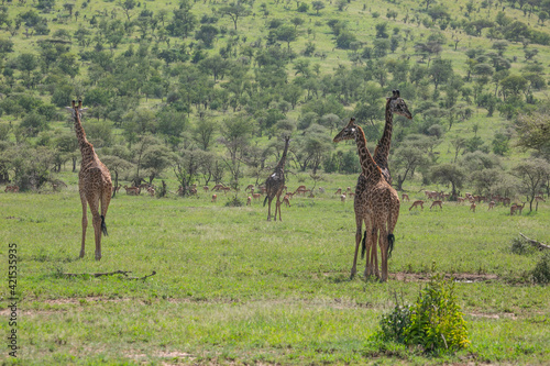 Giraffes with acacia trees in Serengeti National Park of Tanzania.