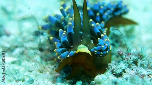 Trinchesia Yamasui Sea Snail with Soft Blue and Yellow Tipped Cerata photo