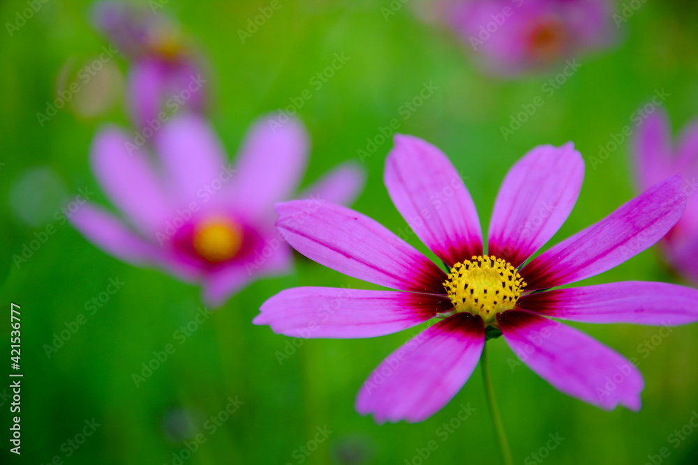 Bright cosmos flower in the flower garden Bright cosmos flower in the flower garden