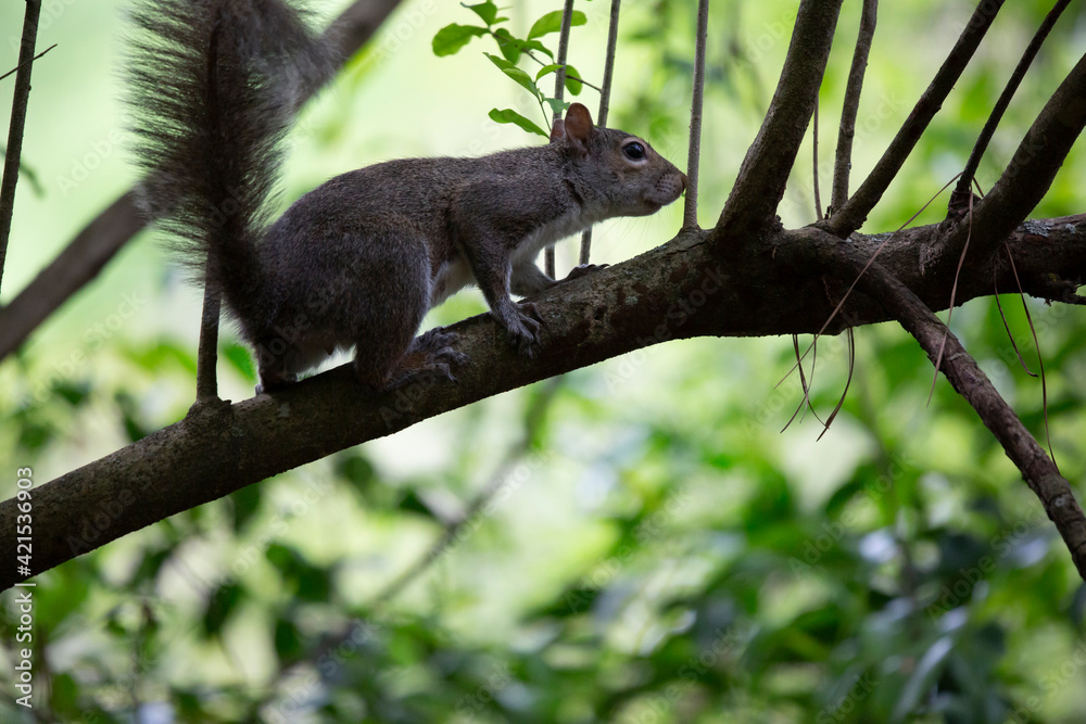 Squirrel Scurrying Squirrel Scurrying