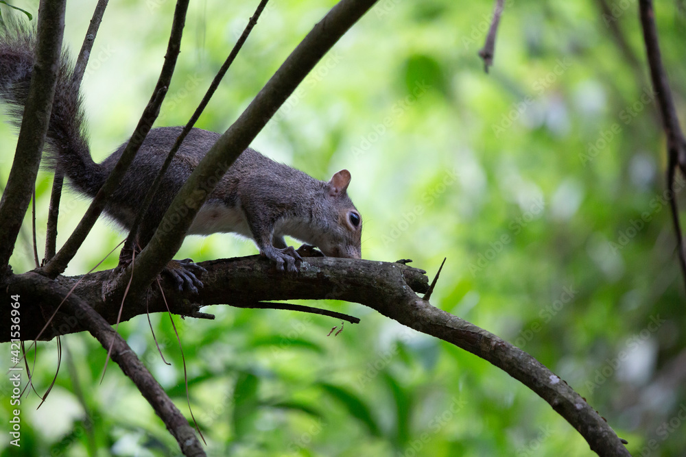 Curious Squirrel Curious Squirrel