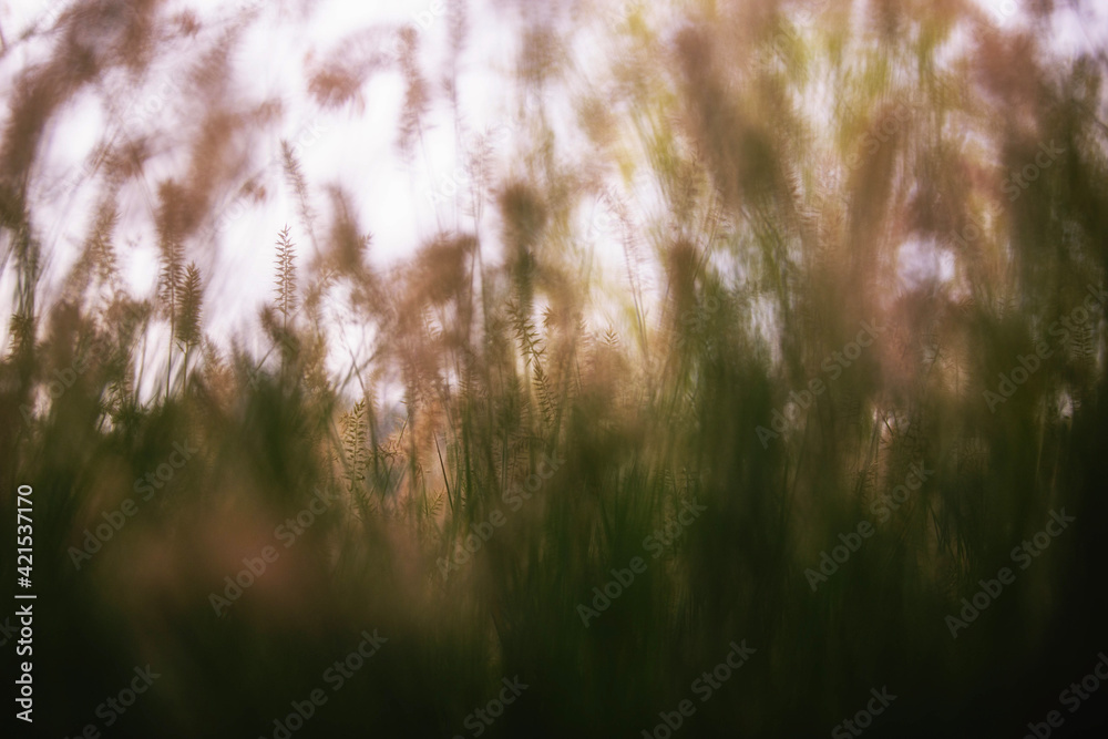 Naklejka premium grass and sun