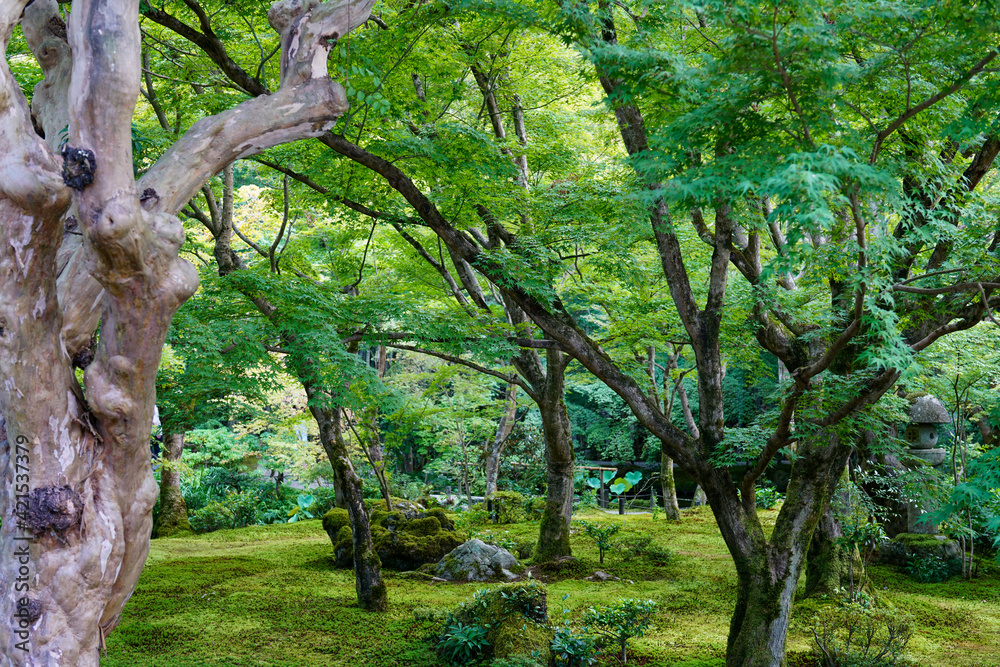 Fototapeta premium 京都の寺院の庭園風景
