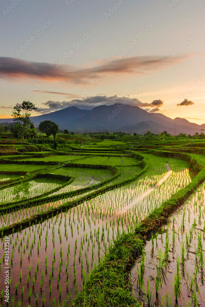 Morning view of rice fields with reflection of the morning sky in Bengkulu, Indonesia