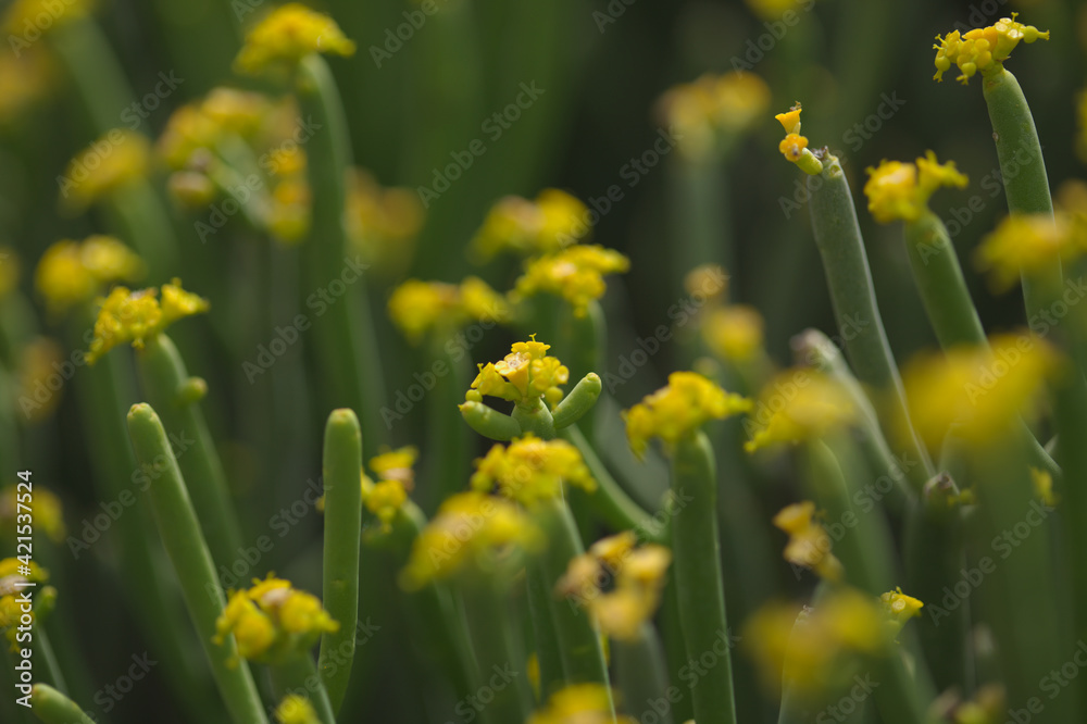Obraz premium Flora of Gran Canaria - Euphorbia aphylla, leafless spurge, endemic to Canary Islands 