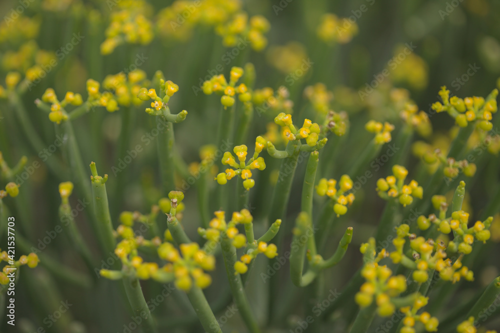 Fototapeta premium Flora of Gran Canaria - Euphorbia aphylla, leafless spurge, endemic to Canary Islands