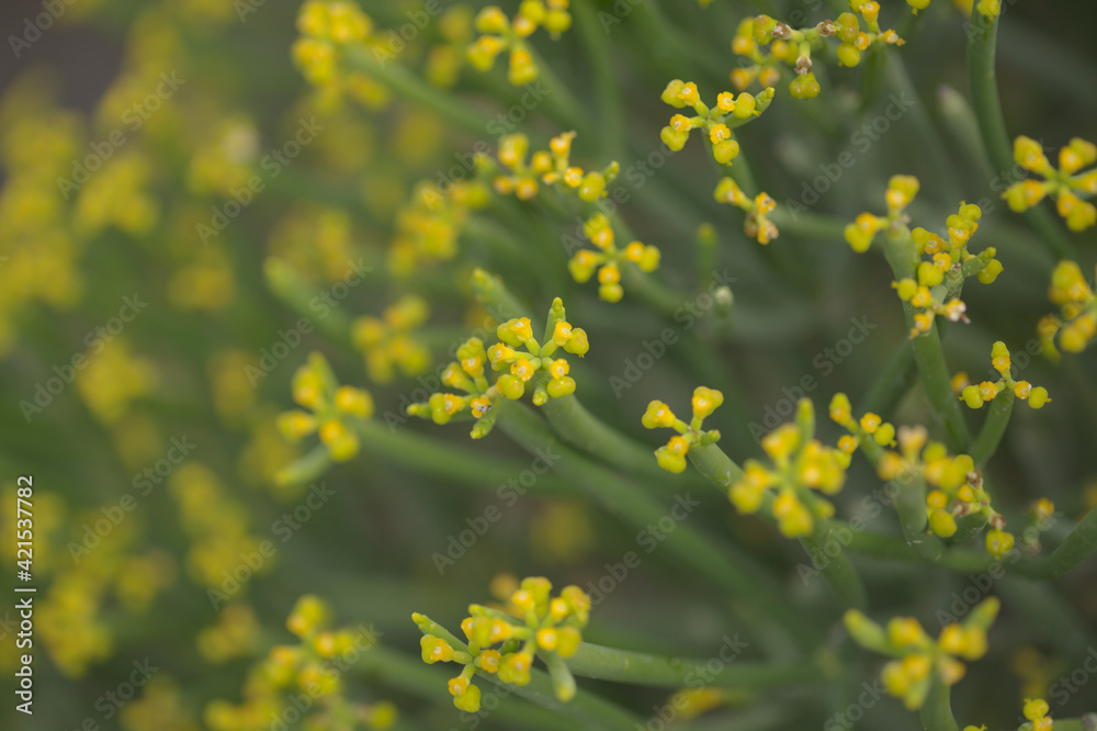 Flora of Gran Canaria - Euphorbia aphylla, leafless spurge, endemic to Canary Islands
Flora of Gran Canaria - Euphorbia aphylla, leafless spurge, endemic to Canary Islands