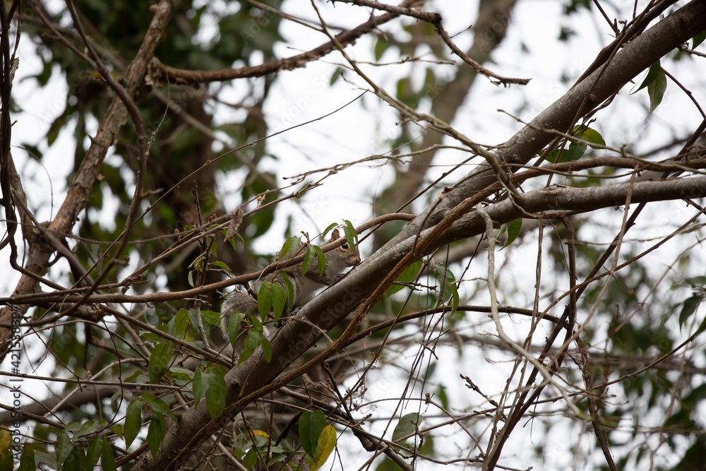 Curious Squirrel