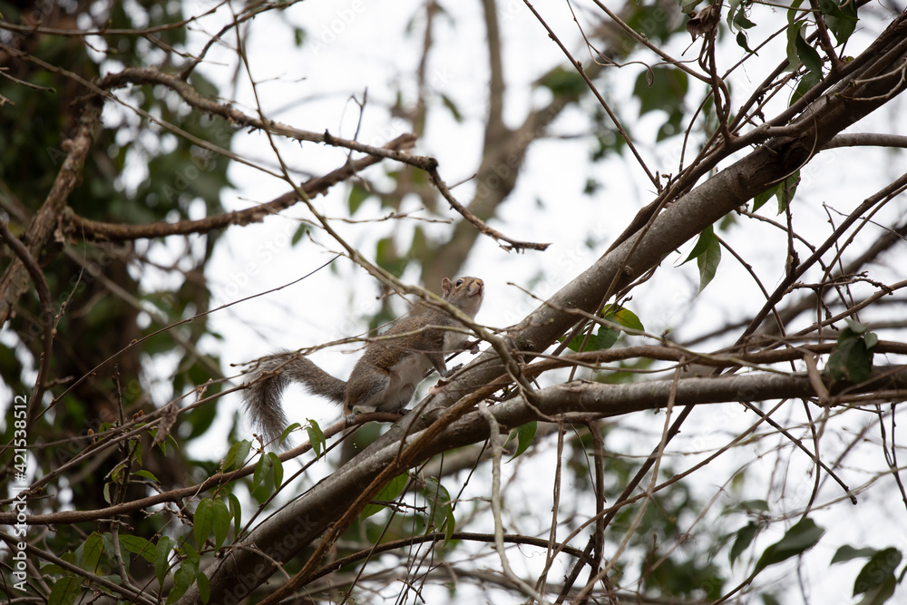 Curious Squirrel Curious Squirrel