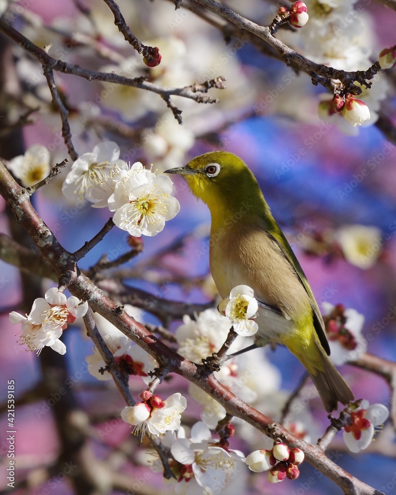 bird on a branch bird on a branch
