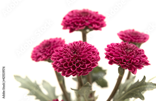 Dark red spray Image result Chrysanthemum inflorescence isolated on white background 
