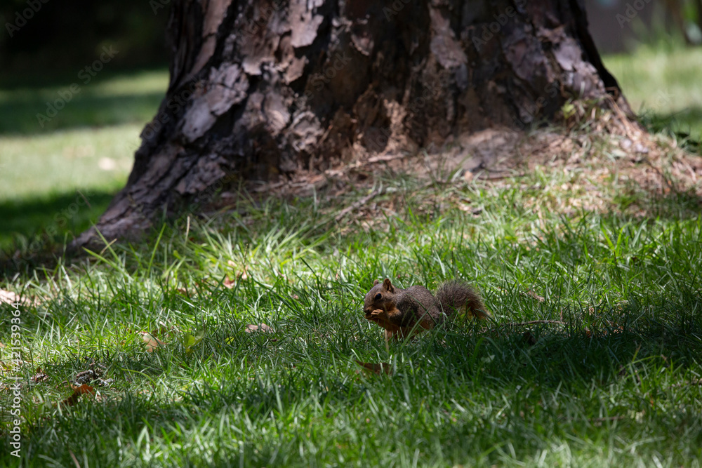 Fototapeta premium Hungry Squirrel