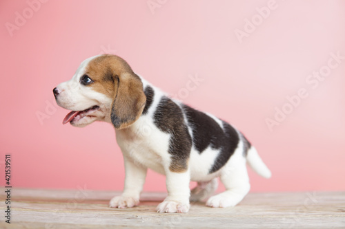 Adorable beagle dog on pink background. Dog picture take in studio with copy space for text.