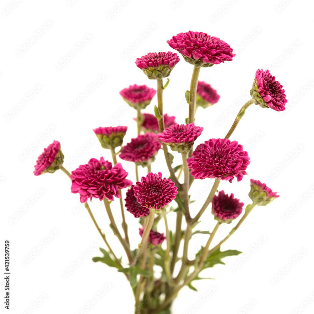 Dark purple small Chrysanthemum inflorescences,  isolated on white background 