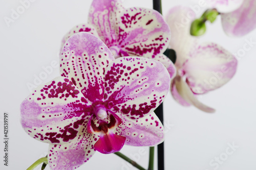 Pink blossom of orchid flower