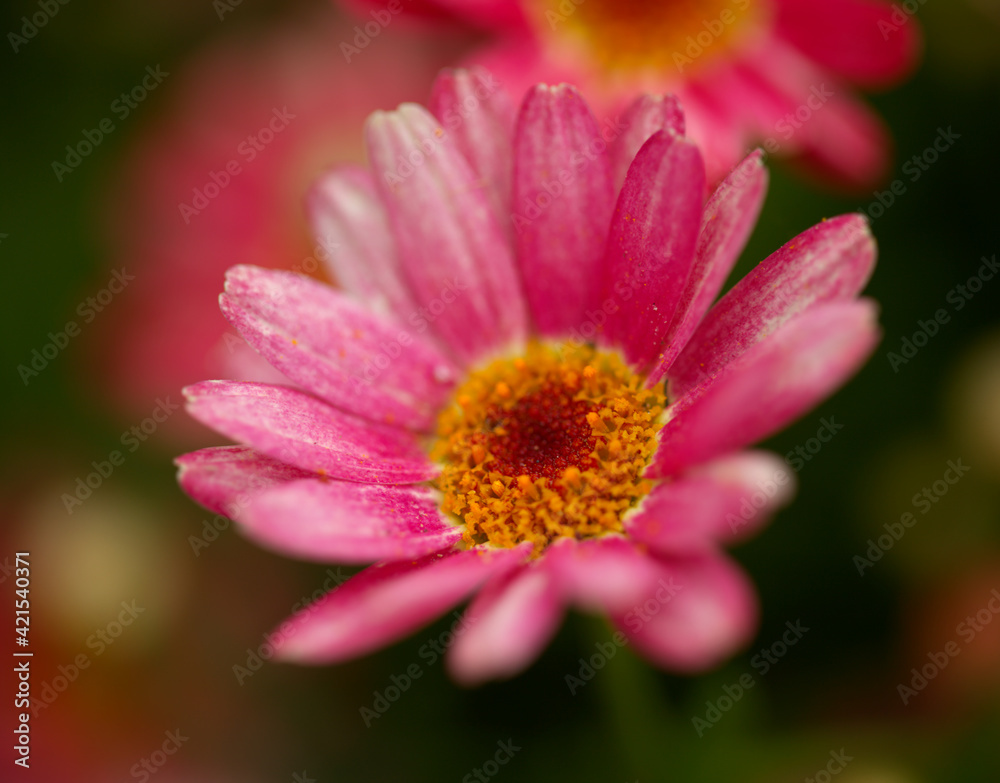 Flowers of Argyranthemum, marguerite daisy endemic to the Canary Islands, pink and yellow garden variety