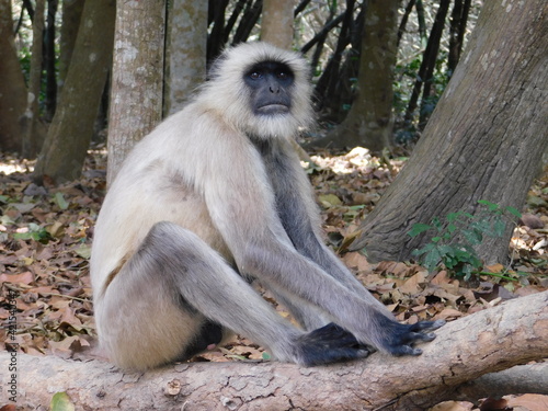 Gray langur close up , indian monkey, black face monkey, face close up photo