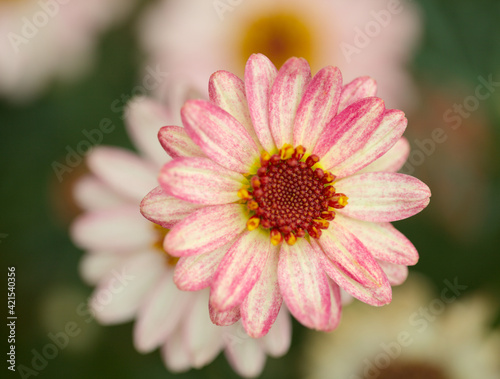 Flowers of Argyranthemum  marguerite daisy endemic to the Canary Islands  pink and yellow garden variety 
