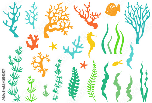 Corals and seaweed