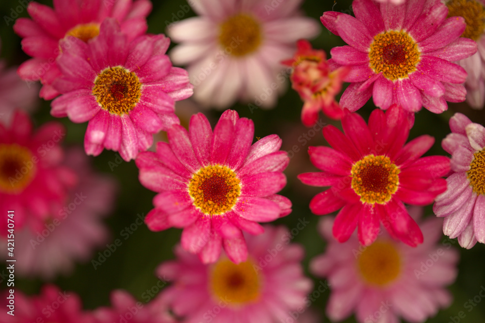 Flora of Gran Canaria - Argyranthemum, marguerite daisy endemic to the Canary Islands, garden cultivated variety
Flora of Gran Canaria - Argyranthemum, marguerite daisy endemic to the Canary Islands, garden cultivated variety