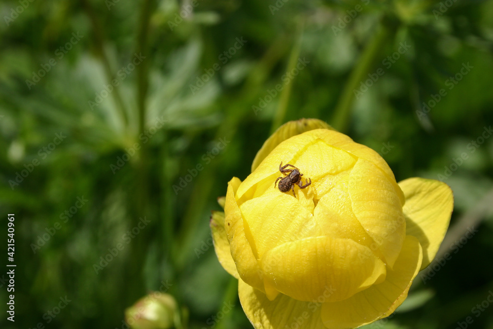eine kugelige Butterblume mit einer kleinen Spinne eine kugelige Butterblume mit einer kleinen Spinne