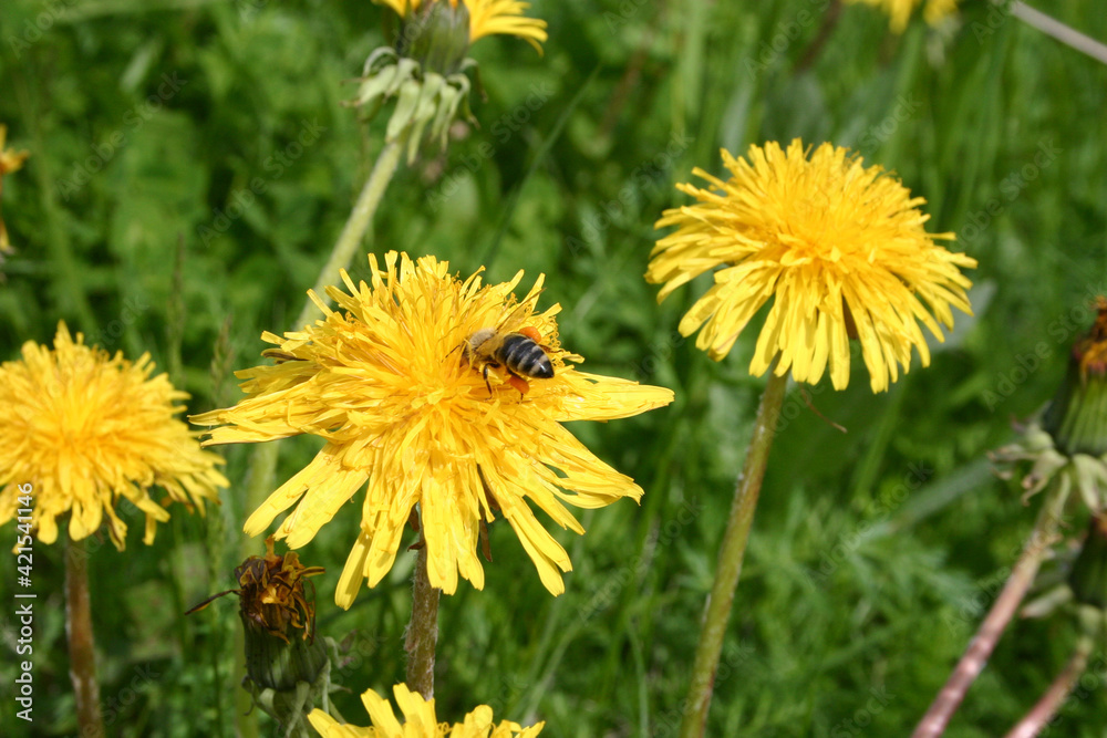 kleine Biene sammelt Blütenstaub auf einer von mehreren Löwenzahnblüten auf einer Almwiese kleine Biene sammelt Blütenstaub auf einer von mehreren Löwenzahnblüten auf einer Almwiese