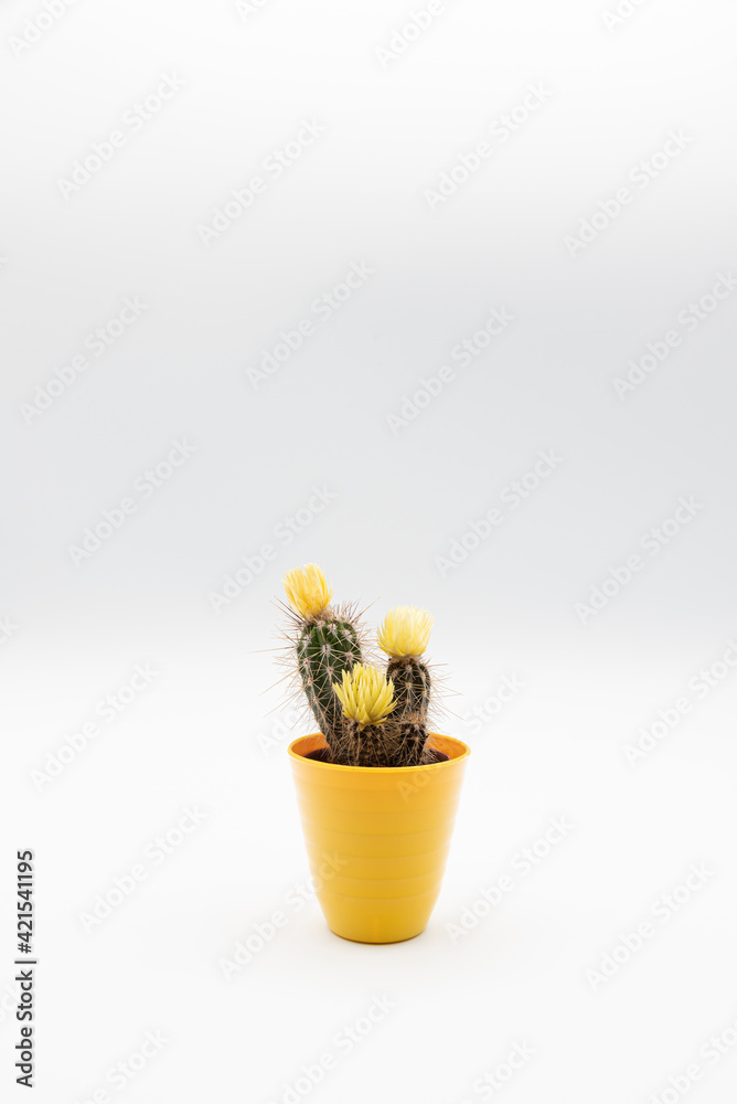 Vertical shot of small cactus plant with yellow flower in a yellow pot, isolated over white background with copy space.