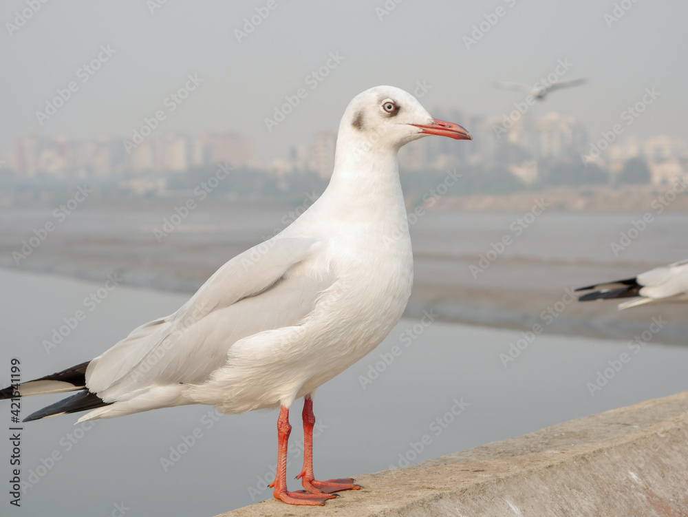 Group of Seagulls standing on bridge railing Group of Seagulls standing on bridge railing