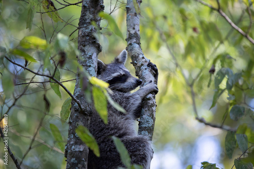Raccoon Climbing © Brandy McKnight