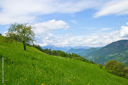 Berge und Almwiese mit Obstbaum, Ausblick in ein weites Tal an einem sonnigen Tal