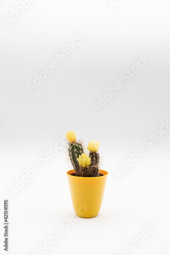 Fototapeta Naklejka Na Ścianę i Meble -  Vertical shot of small cactus plant with yellow flower in a yellow pot, isolated over white background with copy space.